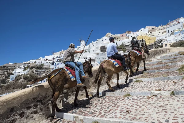 Donkey Ride Santorini Island Från Ammoudi Till Oia — Stockfoto
