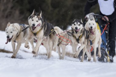 Bir kızak köpek yarışmasından resim