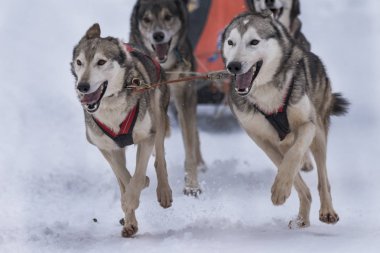 Bir kızak köpek yarışmasından resim