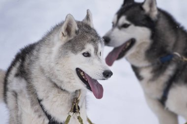 Bir kızak köpek yarışmasından resim