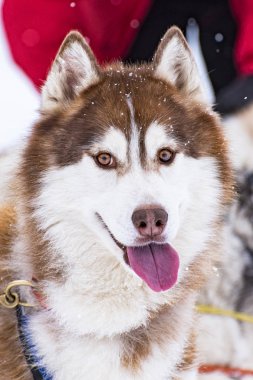Bir kızak köpek yarışmasından resim