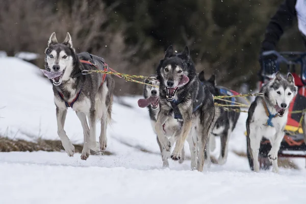 Bild Von Einem Schlittenhundewettbewerb — Stockfoto