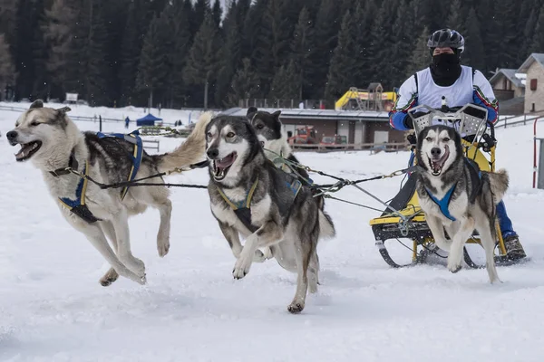 Bir kızak köpek yarışmasından resim