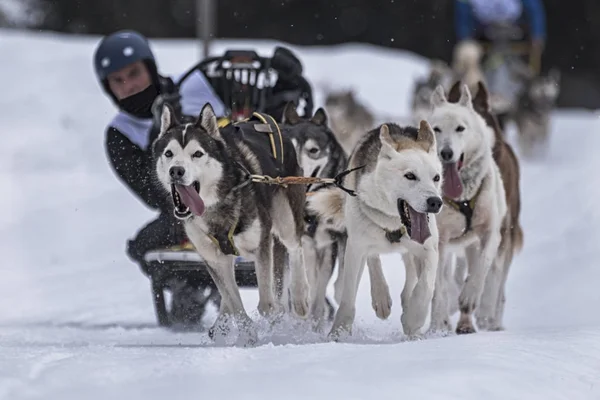 Bir kızak köpek yarışmasından resim