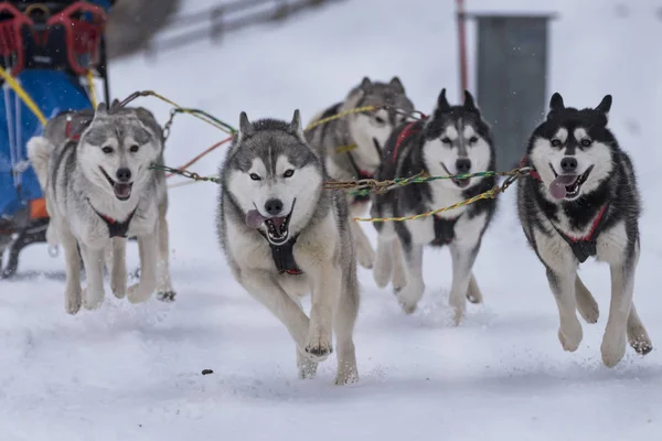 Bild Von Einem Schlittenhundewettbewerb — Stockfoto