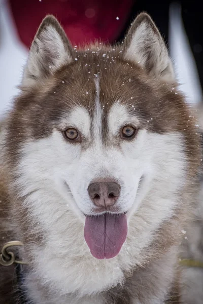 Picture from a sled dog competition