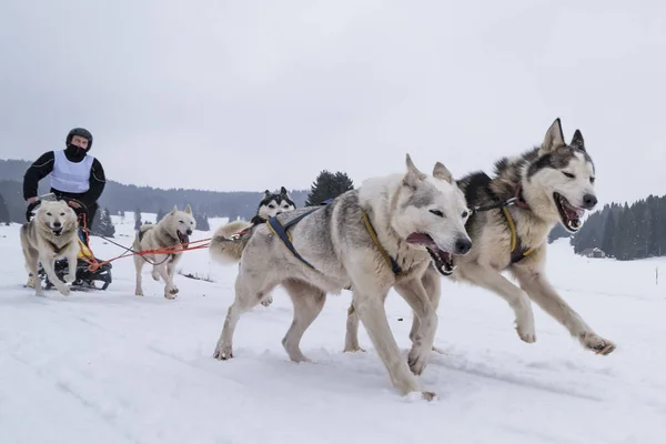 Bild Von Einem Schlittenhundewettbewerb — Stockfoto