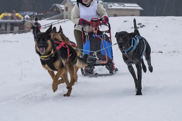 Bir kızak köpek yarışmasından resim