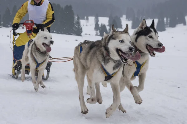 Picture from a sled dog competition