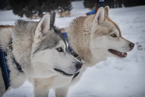 Bir kızak köpek yarışmasından resim