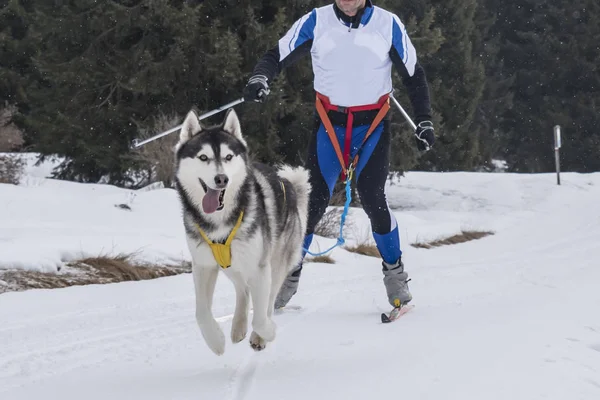 Bir kızak köpek yarışmasından resim