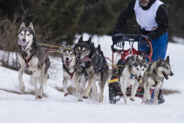 Bir kızak köpek yarışmasından resim