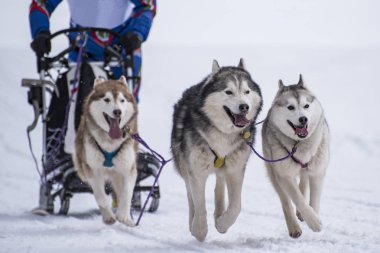 Bir kızak köpek yarışmasından resim