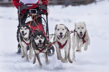 Bir kızak köpek yarışmasından resim
