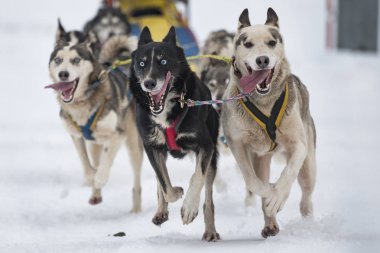 Bir kızak köpek yarışmasından resim