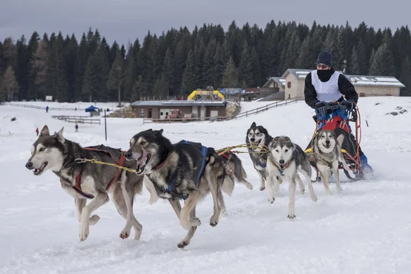 Bir kızak köpek yarışmasından resim