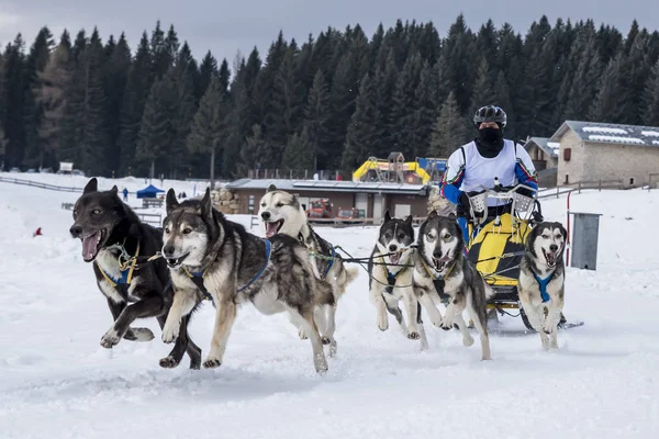 Bir kızak köpek yarışmasından resim