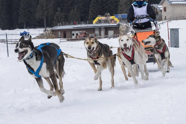Bir kızak köpek yarışmasından resim