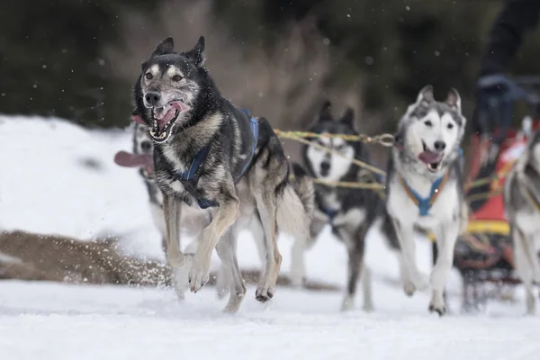 Bild Von Einem Schlittenhundewettbewerb — Stockfoto