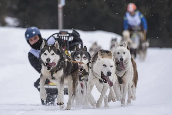 Photo Concours Chiens Traîneau — Photo