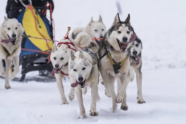 Bild Von Einem Schlittenhundewettbewerb — Stockfoto