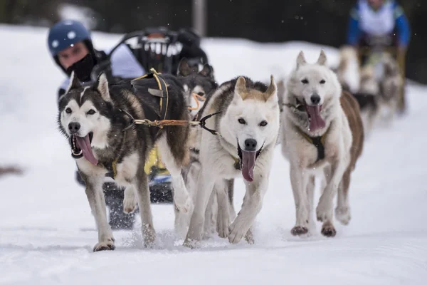 Bir kızak köpek yarışmasından resim