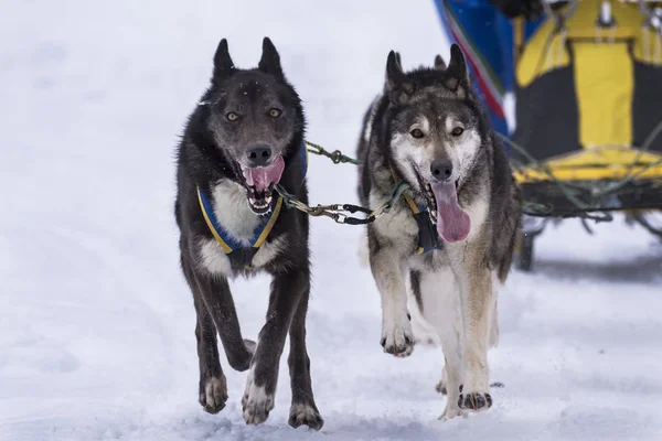 Bir kızak köpek yarışmasından resim