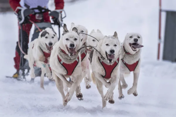 Photo Concours Chiens Traîneau — Photo