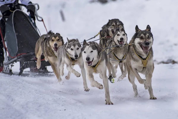 Picture from a sled dog competition