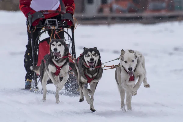 Imagem Uma Competição Cães Trenó — Fotografia de Stock