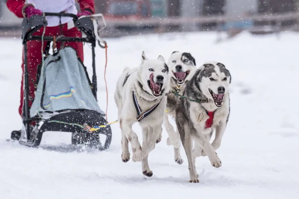 Foto Van Een Slee Hond Competitie — Stockfoto