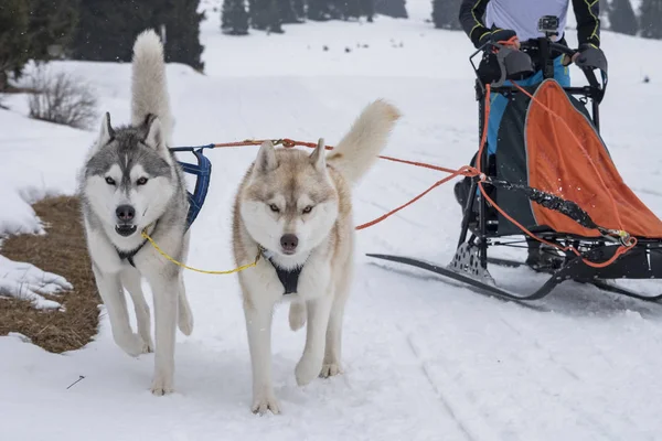 Bir kızak köpek yarışmasından resim