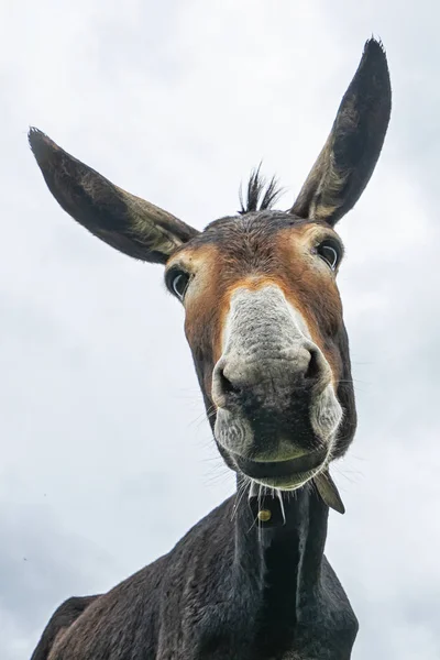 Donkey huvud närbild tas av nedsidan — Stockfoto