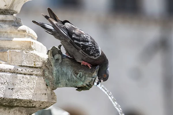 Piccione Una Fontana — Foto Stock