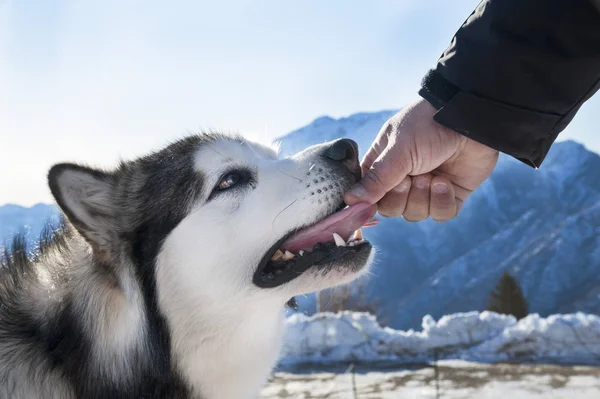 Alaska Malamute Med Snöig Bakgrund — Stockfoto