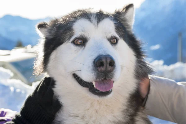 Alaskan Malamute Mit Schneebedecktem Hintergrund — Stockfoto