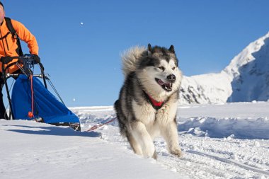 Alplerde Sleddog sahnesi