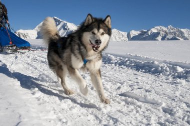 Alplerde Sleddog sahnesi