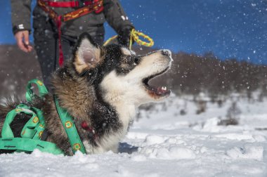 Karlı arka plan ile Alaska malamute