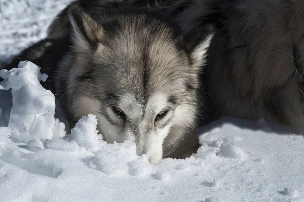 Alaskan Malamute Snowy Background — Stock Photo, Image