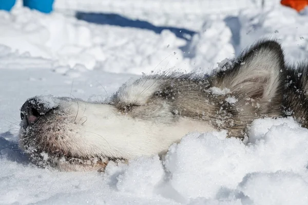 Alaskan Malamute Mit Schneebedecktem Hintergrund — Stockfoto