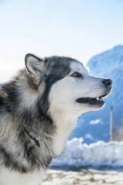 Alaskan Malamute Snowy Tle — Zdjęcie stockowe