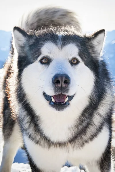 Alaskan Malamute Mit Schneebedecktem Hintergrund — Stockfoto