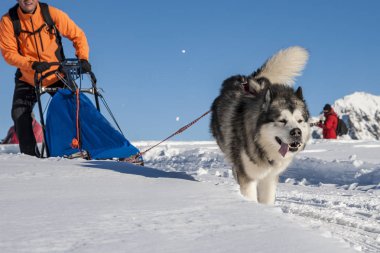 Alplerde Sleddog sahnesi