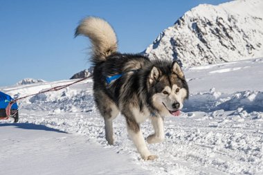 Alplerde Sleddog sahnesi