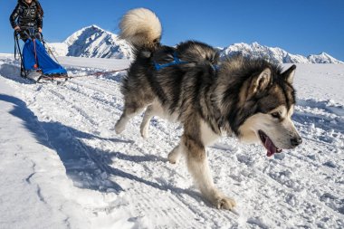 Karlı arka plan ile Alaska malamute