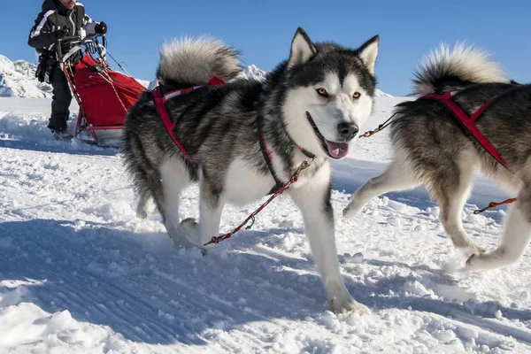 Schlittenhundeszene Den Alpen — Stockfoto