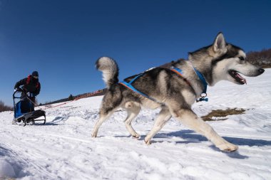 Bir kış gününde kızak köpek sahnesi