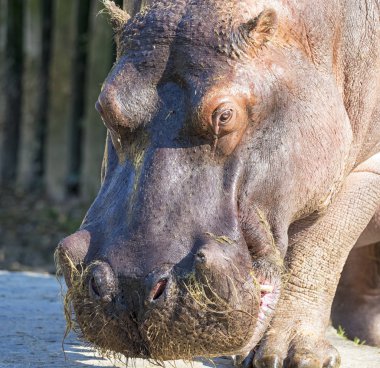 Bir su aygırının yakın çekim