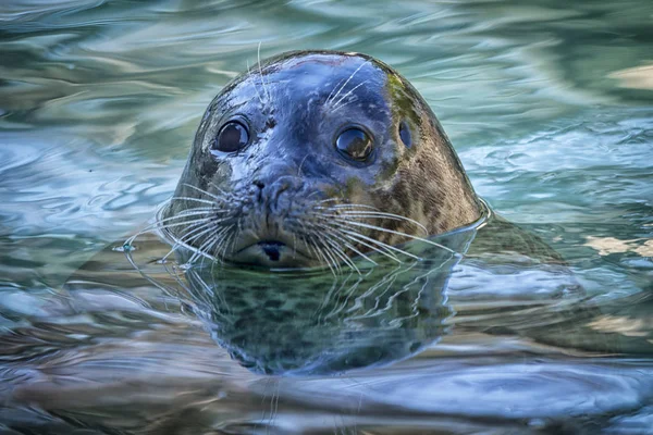 Seal Fej Cloe — Stock Fotó